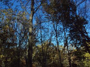 <img300*0:stuff/z/182611/Colorful%2520Trees%2520and%2520Leaves/i1287865803_19.jpg>