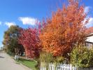 Colorful Trees and Leaves