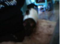 <img200*0:stuff/z/183134/Lookit%2520my%2520babies(pets)/i1180146838_2.jpg>