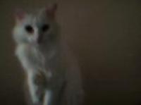 <img200*0:stuff/z/183134/Lookit%2520my%2520babies(pets)/i1180146838_3.jpg>