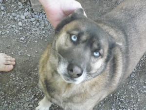 <img300*0:stuff/z/183174/Josmar%2527s%2520Dogs/20101104_16.JPG>