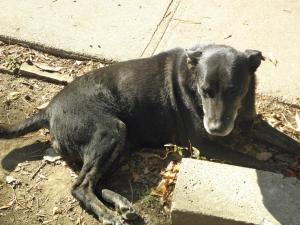 <img300*0:stuff/z/183174/Josmar%2527s%2520Dogs/20101104_53.JPG>