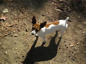 <img300*0:stuff/z/183174/Josmar%2527s%2520Dogs/20101104_54.JPG>