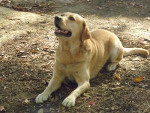 <img300*0:stuff/z/183174/Josmar%2527s%2520Dogs/20101104_55.JPG>