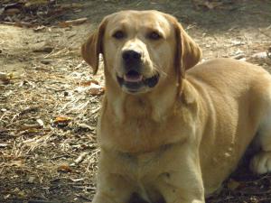 <img300*0:stuff/z/183174/Josmar%2527s%2520Dogs/20101104_56.JPG>