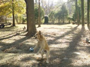 <img300*0:stuff/z/183174/Josmar%2527s%2520Dogs/20101104_57.JPG>