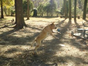 <img300*0:stuff/z/183174/Josmar%2527s%2520Dogs/20101104_58.JPG>