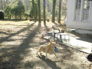 <img300*0:stuff/z/183174/Josmar%2527s%2520Dogs/20101104_59.JPG>