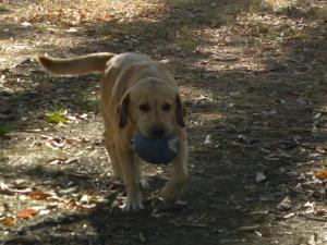 <img300*0:stuff/z/183174/Josmar%2527s%2520Dogs/20101104_60.JPG>