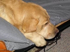 <img300*0:stuff/z/183174/Josmar%2527s%2520Dogs/20110204_171.JPG>
