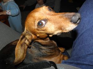<img300*0:stuff/z/183174/Josmar%2527s%2520Dogs/20110204_227.JPG>