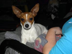 <img300*0:stuff/z/183174/Josmar%2527s%2520Dogs/20110204_87.JPG>