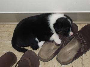 <img300*0:stuff/z/183174/Josmar%2527s%2520Dogs/DSCF1174.JPG>