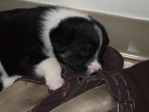 <img300*0:stuff/z/183174/Josmar%2527s%2520Dogs/DSCF1176.JPG>