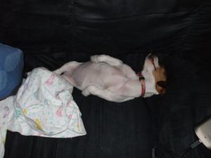 <img300*0:stuff/z/183174/Josmar%2527s%2520Dogs/DSCF1299.JPG>
