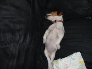 <img300*0:stuff/z/183174/Josmar%2527s%2520Dogs/DSCF1300.JPG>