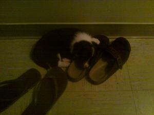 <img300*0:stuff/z/183174/Josmar%2527s%2520Dogs/IMAG0092.jpg>