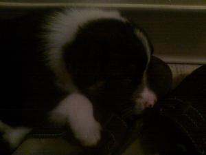 <img300*0:stuff/z/183174/Josmar%2527s%2520Dogs/IMAG0093.jpg>