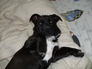 <img300*0:stuff/z/183174/Josmar%2527s%2520Dogs/JC%27s%20Camera%20044.jpg>