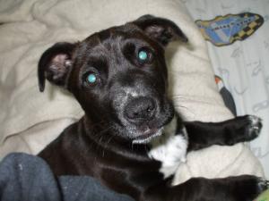 <img300*0:stuff/z/183174/Josmar%2527s%2520Dogs/JC%27s%20Camera%20045.jpg>
