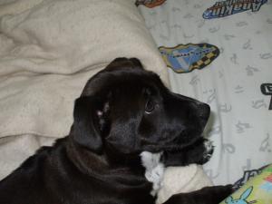 <img300*0:stuff/z/183174/Josmar%2527s%2520Dogs/JC%27s%20Camera%20046.jpg>