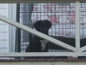 <img300*0:stuff/z/183174/Josmar%2527s%2520Dogs/JC%27s%20Camera%20047.jpg>