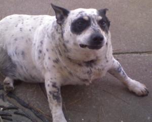 <img300*0:stuff/z/183174/Josmar%2527s%2520Dogs/Photo_031509_001.jpg>