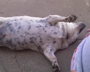 <img300*0:stuff/z/183174/Josmar%2527s%2520Dogs/Photo_031509_002.jpg>