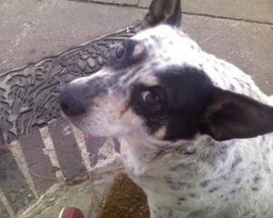 <img300*0:stuff/z/183174/Josmar%2527s%2520Dogs/Photo_031509_003.jpg>