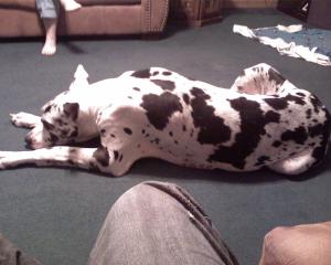 <img300*0:stuff/z/183174/Josmar%2527s%2520Dogs/Photo_042509_003.jpg>