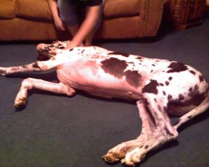 <img300*0:stuff/z/183174/Josmar%2527s%2520Dogs/Photo_042509_011.jpg>