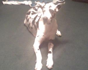 <img300*0:stuff/z/183174/Josmar%2527s%2520Dogs/Photo_042509_013.jpg>