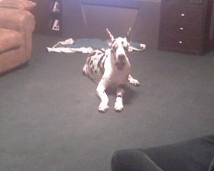 <img300*0:stuff/z/183174/Josmar%2527s%2520Dogs/Photo_042509_014.jpg>