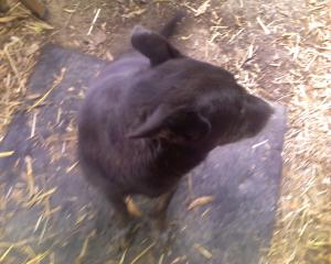 <img300*0:stuff/z/183174/Josmar%2527s%2520Dogs/Photo_050209_001.jpg>