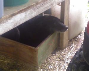 <img300*0:stuff/z/183174/Josmar%2527s%2520Dogs/Photo_050209_002.jpg>