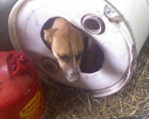 <img300*0:stuff/z/183174/Josmar%2527s%2520Dogs/Photo_050209_004.jpg>