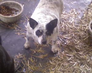 <img300*0:stuff/z/183174/Josmar%2527s%2520Dogs/Photo_050209_005.jpg>