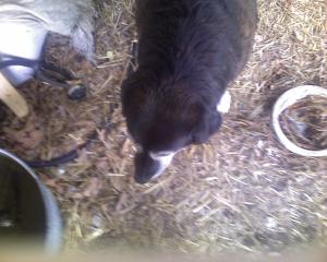 <img300*0:stuff/z/183174/Josmar%2527s%2520Dogs/Photo_050209_006.jpg>