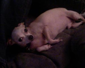 <img300*0:stuff/z/183174/Josmar%2527s%2520Dogs/Photo_081009_001.jpg>