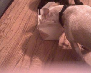 <img300*0:stuff/z/183174/Josmar%2527s%2520Dogs/Photo_090109_002.jpg>
