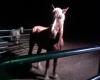 <img100*0:stuff/z/183174/Josmar%2527s%2520Horses/Photo_042509_006.jpg>