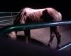<img100*0:stuff/z/183174/Josmar%2527s%2520Horses/Photo_042509_010.jpg>