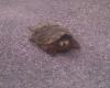 <img100*0:stuff/z/183174/Josmar%2527s%2520Turtles%252c%2520Frogs%252c%2520and%2520Lizards/Photo_051609_002.jpg>