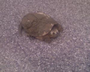 <img300*0:stuff/z/183174/Josmar%2527s%2520Turtles%252c%2520Frogs%252c%2520and%2520Lizards/Photo_051609_003.jpg>