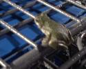 <img0*100:stuff/z/183174/Josmar%2527s%2520Turtles%252c%2520Frogs%252c%2520and%2520Lizards/Photo_061809_002.jpg>