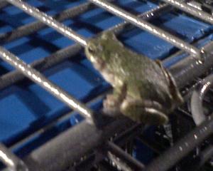 <img300*0:stuff/z/183174/Josmar%2527s%2520Turtles%252c%2520Frogs%252c%2520and%2520Lizards/Photo_061809_002.jpg>