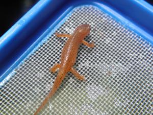<img300*0:stuff/z/183174/Little%2520Red%2520Lizard/P5200154.JPG>