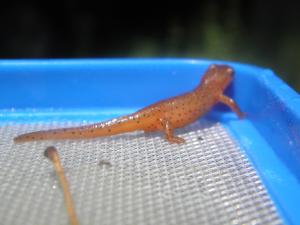 <img300*0:stuff/z/183174/Little%2520Red%2520Lizard/P5200155.JPG>