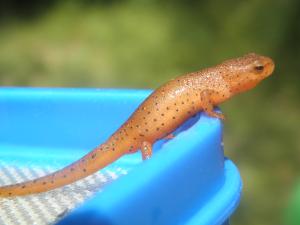 <img300*0:stuff/z/183174/Little%2520Red%2520Lizard/P5200156.JPG>