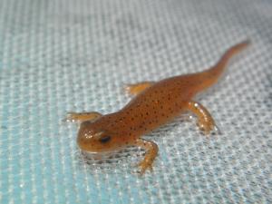 <img300*0:stuff/z/183174/Little%2520Red%2520Lizard/P5200157.JPG>